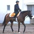 【注目馬動向】アイビスＳＤ６着エコロレジーナは１０月のルミエールＡＤへ　菊沢調教師「間に挟むレースもないので」