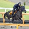 【注目馬動向】府中牝馬Ｓ１４着のヴァルキリーバースは京成杯ＡＨで巻き返しへ　サンデーサラブレッドクラブが発表