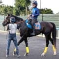 【エルムＳ・枠順確定】舟山瑠泉騎手との人馬ともに重賞初制覇狙うウェイワードアクトは７枠８番