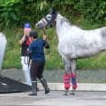 １２００メートルを１分５秒８で走ったテイエムスパーダが退厩　馬運車になかなか乗り込まない場面も　小椋調教師「頑固ですがかわいい」