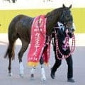 ２４年のカペラＳを制したガビーズシスターがＪＲＡ競走馬登録を抹消　今後は大井競馬に移籍予定