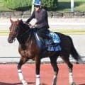 【三河Ｓ・金曜気配】昇級２戦目ロードヴォイジャーは暑さが最大の敵？　坂口調教師「走りのバランスが良くなりました」