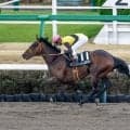 【エルムS予想】小回りのダート1700mは鬼門!? 実績上位もコース適性に疑問が残る人気馬