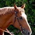 【８日の注目・新潟１０Ｒ】注目の超良血馬が復帰戦　母はグランプリ２着、近親にも重賞ウィナーが並ぶ