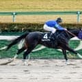 【エルムS予想】北海道シリーズ唯一のダート中距離重賞 立ち回り問われる札幌1700m