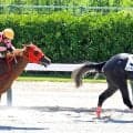 【新潟２Ｒ・２歳新馬】「余裕を持って運べました」荻野極騎手も絶賛　ジャスパートレノが初陣で見事な逃走Ｖ