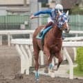 【浦和・ルーキーズサマーC枠順】南関東最初の2歳重賞 3連勝中のモリケンは6枠6番、2戦2勝のルースアグレッシブは3枠3番