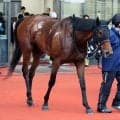 【クラスターＣ】川田将雅騎手とコンビのアンズアメは８枠９番　新人女性ジョッキー・斎藤友香騎手のルクスディライトは７枠７番