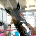 【レパードＳ】単勝１番人気は連勝中のショウナンバンライ　ＵＡＥ帰りのパイロマンサーは３番人気　前日最終オッズ