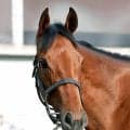 【注目馬動向】ジッピーチューンは紫苑Ｓで復帰　桜花賞３着後に右前肢の剥離骨折で休養　美浦トレセンに帰厩