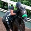 【レパードＳ・馬トク最終ジャッジ】ダートで底を見せていないメルカントゥール　あるレース傾向が死角になる？