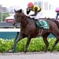 【エルムＳ】ルクソールカフェ完全復活の重賞２勝目　岩田望来騎手「強さを発揮してくれました」