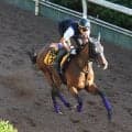 日曜中京競馬場の注目激走馬…中京７Ｒ・ＣＢＣ賞・Ｇ３