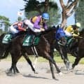【レパードＳ】「正直まだまだ馬は出来上がっていない」状態でもチェリヴェントが重賞初挑戦Ｖ　見事な差し切り！