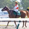【レパードＳ】圧勝続きで２番人気のショウナンバンライは６着　田山旺佑騎手「使ってきた影響があったのかも」