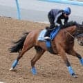 【新潟ジャンプステークス展望】障害重賞２勝目を狙うローディアマントが中心