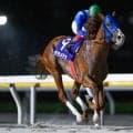 【大井・黒潮盃枠順】夏の名物重賞に多士済々な3歳馬15頭 前走重賞Vのララメテオは8枠14番