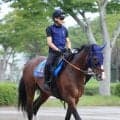 【札幌記念】古豪健在を見せたい７歳馬のローシャムパーク　２０００㍍は田中博調教師「少し短めの印象」