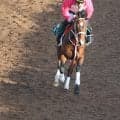 GI馬レシステンシアの息子 コルベータが土曜中京芝1200mで初陣/関西馬メイクデビュー情報