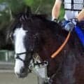 【ジャックルマロワ賞】４戦連続の海外挑戦となるシュトラウス　初の直線競馬に対応できるかがカギも武井調教師に策あり