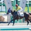 【新潟JS予想オッズ】プラチナドリームが予想1番人気