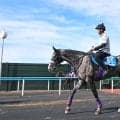 【札幌記念・ヤマタケが見た】「日本からいい状態で連れて行きたい」友道調教師３度目凱旋門賞への始動戦に選択　アドマイヤテラで新たな挑戦