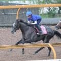 【中京記念】夏に咲くナムラコスモス　抜群の動きで重賞Ｖへ　田口貫太騎手が期待「しっかりと仕上がりました」