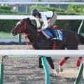 【札幌記念】エコロヴァルツは横山武史騎手が騎乗し上々の動き　気になる喉は「多少鳴いてはいた」