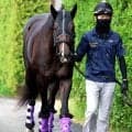 【注目馬動向】５・９億円馬エムズビギンは来週栗東に帰厩　武豊騎手とのコンビで神戸新聞杯から始動