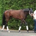 【注目馬動向】フラワーＣ勝ち馬スマートプリエールはローズＳで復帰　帝王賞２着のアウトレンジは白山大賞典へ