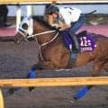 【注目馬動向】武豊騎手と挑む凱旋門賞に向けてメイショウタバルが帰厩後の初時計　石橋調教師「遅い時計でもしっかり抑えが利いた」
