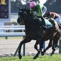 【中京記念出走馬・騎手確定】サトノシャイニング＆J.コレット騎手、リリージョワ＆浜中俊騎手など16頭