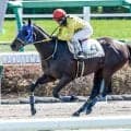 【新潟JS出走馬・騎手確定】プラチナドリーム＆高田潤騎手、シャンデルナゴル＆中村将之騎手など11頭