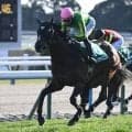 【中京記念枠順確定】サトノシャイニングは6枠12番、リリージョワは5枠9番