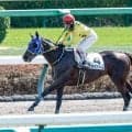 【新潟JS枠順確定】プラチナドリームは6枠6番、ブラックボイスは4枠4番