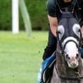 【札幌記念・金曜気配】アドマイヤテラは芦毛の馬体に銭形模様くっきり　いざ凱旋門賞へ　陣営「いい競馬をして次につなげたい」