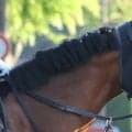 【注目馬動向】“５億円馬”オオバンブルマイが約１年４か月ぶり復帰へ　右前浅屈腱炎で休養中もポートアイランドＳ目標