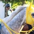 【札幌記念】マイネルモーントは初コンビの斎藤新騎手を背に調整　上々の仕上がりで「レースはしやすいイメージ」