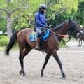 【注目馬動向】目黒記念２着のウィクトルウェルスはオールカマーへ