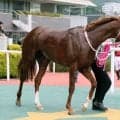 【１５日の注目・中京８Ｒ】２冠牝馬チェルヴィニアの弟・チェルヴァーラが出走　菊花賞を目指すために負けられない一戦