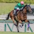 高山Sの穴馬候補は？ 血統＆生産者に注目