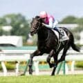 【新潟JS予想】置き障害の新潟3250m 障害間の距離長くスピード勝負になる重賞