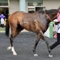 土曜新潟競馬場の注目激走馬…新潟７Ｒ上越ステークス