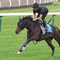【札幌記念・特選有力馬チェック】ショウヘイは買うべき？