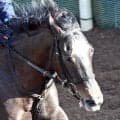 【中京記念・土曜気配】「５２キロは大きい」大橋調教師も期待大！３歳牝馬のナムラコスモスは軽斤量で古馬の壁に挑む　
