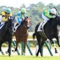 【新潟１Ｒ・２歳未勝利】２番人気のサトノスプレマシーが鼻差で初勝利　田辺裕信騎手「使った上積みもありました」