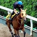 日曜中京競馬場の注目激走馬…中京７Ｒ中京記念・Ｇ３