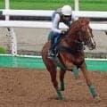 日曜札幌競馬場の注目激走馬…札幌１１Ｒ札幌記念・Ｇ２