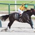 【新潟７Ｒ・ＮＳＴ賞】ワイワイレジェンドが今後に向けて実り多きＶ　田辺裕信騎手「ハツラツとしていた」