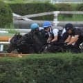 マンナットが仕切り直しの初陣 斉藤崇師「追い切るたびに動きが良くなっている」/関西馬メイクデビュー情報